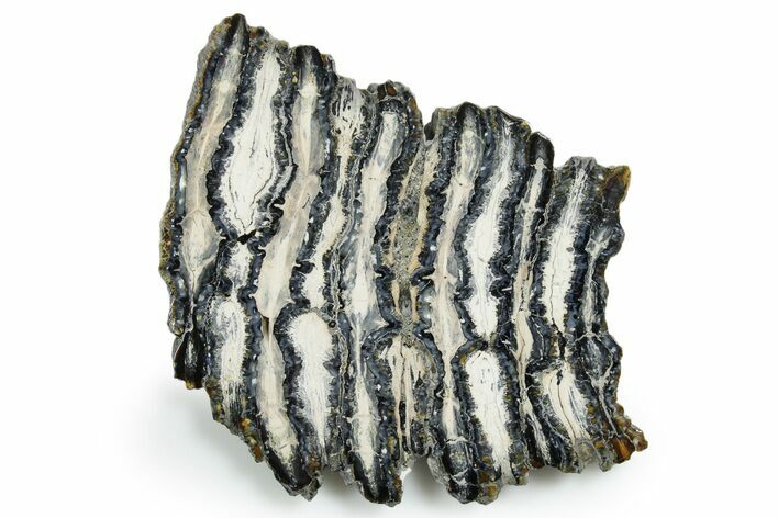 Polished Mammoth Molar Slice - South Carolina #353524